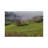 USA, Oregon, Whistler's Bend County Park. Overview Of Sheep In Pasture. by Jaynes Gallery - Wrapped Canvas Gallery-Wrapped Canvas Giclée-1245940101