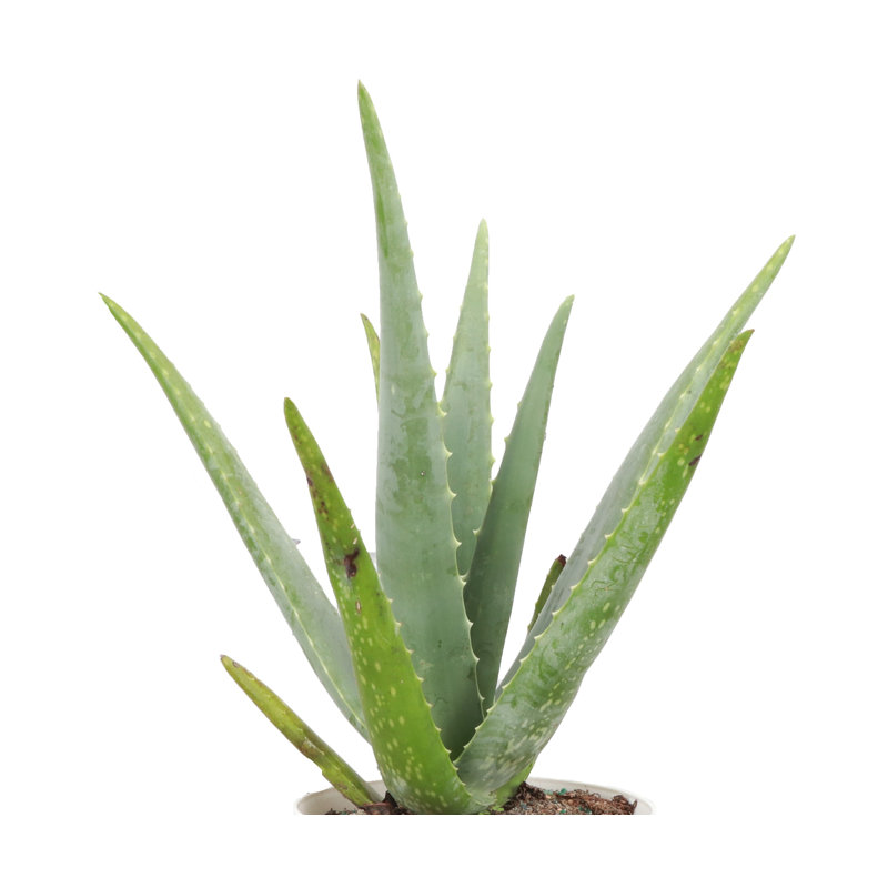 Live Aloe Vera Plant, 6" Diameter