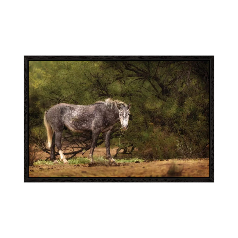 Dapple Grey Arizona Wild Horse 1 Piece Wall Art on Canvas, 66.04 cm H x 45.72 cm W, Black Framed