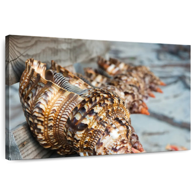 Aletra Ocean Shells, 8" H x 12" W