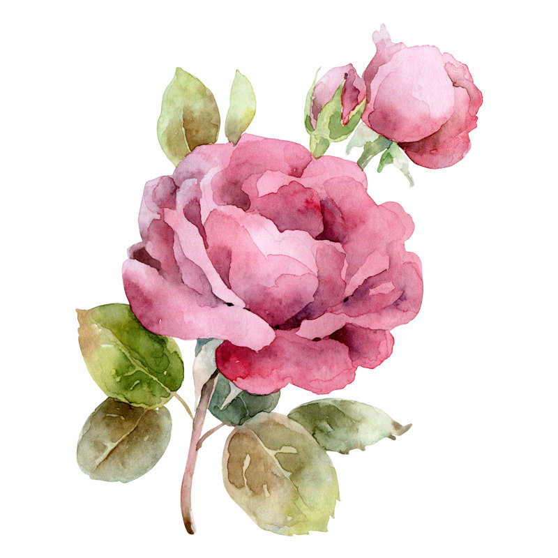 Sandersen Single Pink Rose - Wrapped Canvas Painting, 30cm H x 30cm W x 3.8cm D