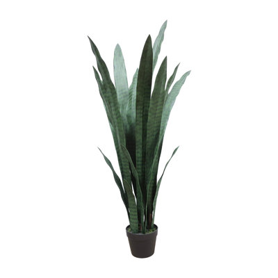 Snake Plant Drop-In