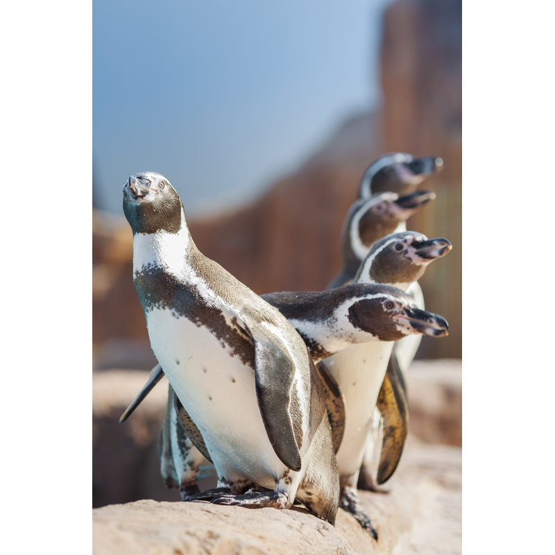 Elona Colony of Humboldt Penguins 1 Piece Wrapped Canvas Wall Art, 76cm H x 51cm W x 3.8cm D