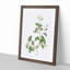 Sweetbriar Rose in White by Pierre-Joseph Redoute - Picture Frame Art Prints-55616768-55616769