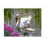 Art sur toile «cygne et cygne», Emma-104110896