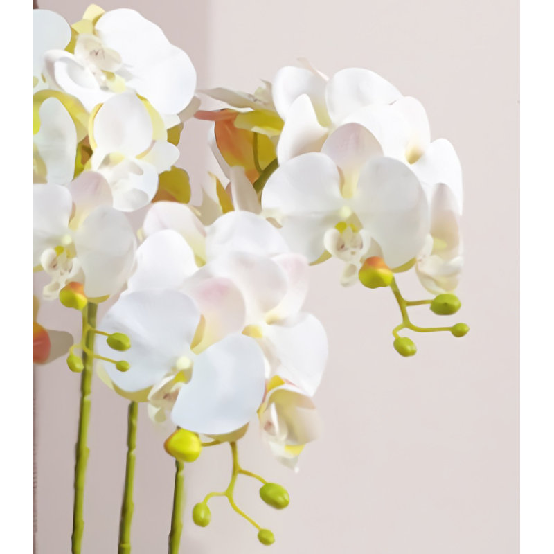 Orchidée papillon
