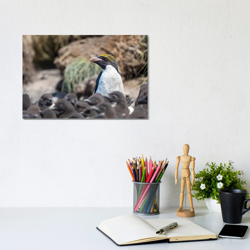 Macaroni Penguin In Colony Of Southern Rockhopper Penguins On Bleaker Island, Falkland Islands. by Martin Zwick - Wrapped Canvas Print