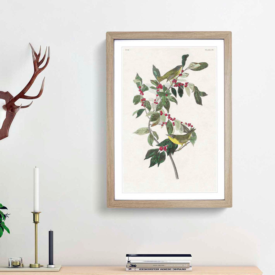 Nashville Warbler Birds by John Audubon - Framed Print