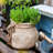 Claxten Handmade Pot Planter-656268230