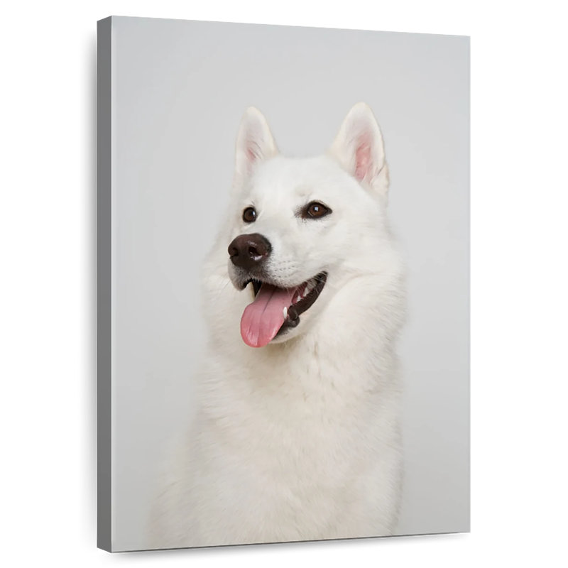 White Siberian Husky, 30" H x 20" W