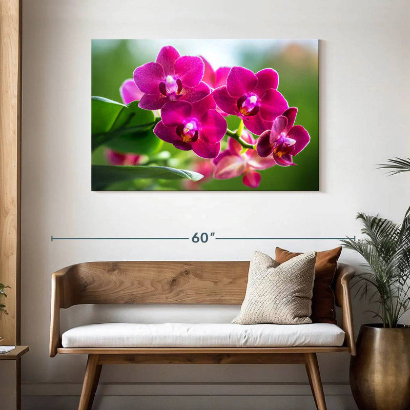 Harnek Pink Moth Orchid Blooms