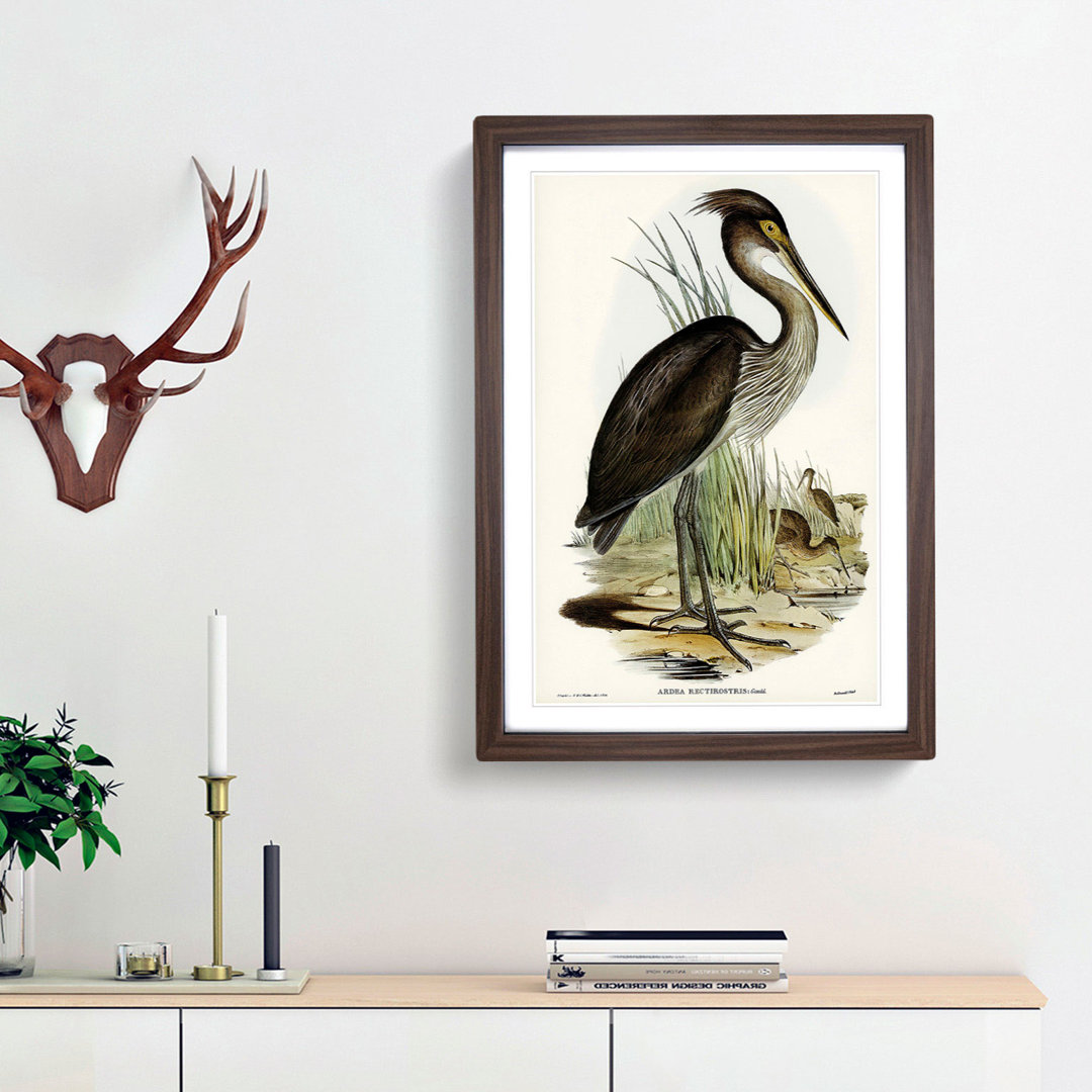 Great-Billed Heron by Elizabeth Gould - Picture Frame Painting Print