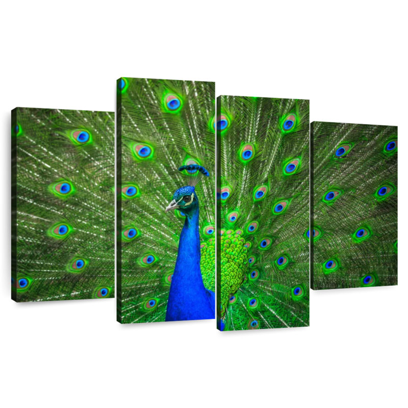 Brampt Dazzling Blue Peacock, 48"H x 75"W