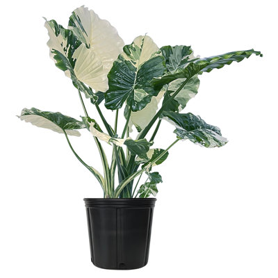 Nature's Way Farms Alocasia California Live Plant Tall in Grower Pot
