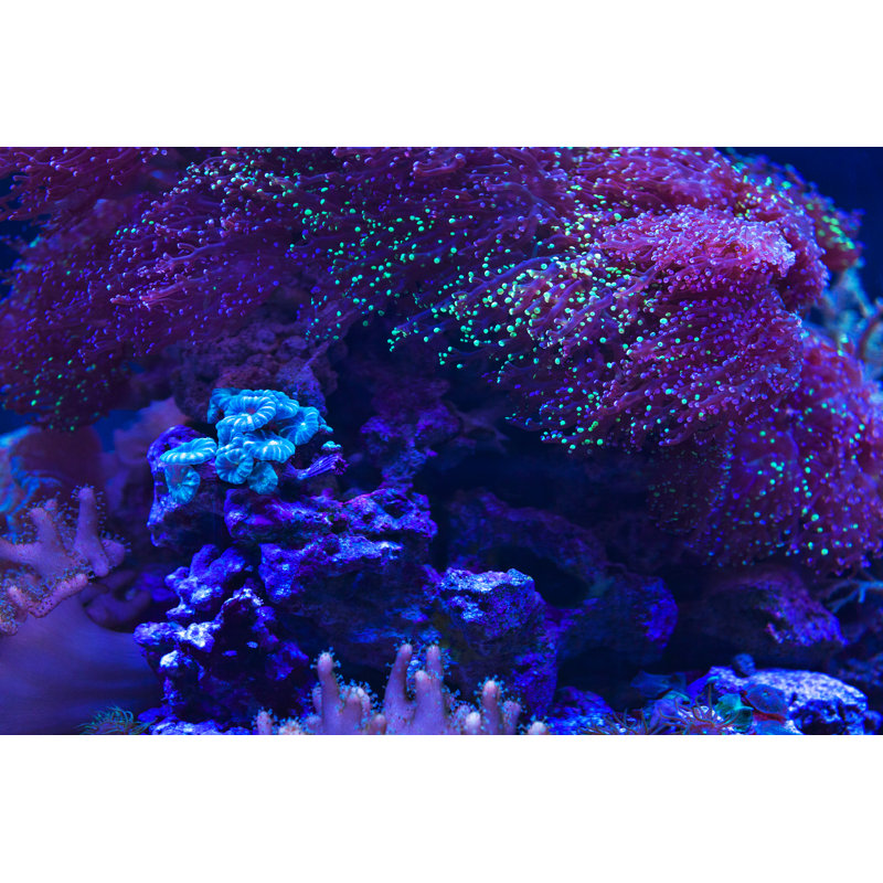 Fluorescent Coral - Wrapped Canvas Print, 81cm H x 122cm W x 3.8cm D