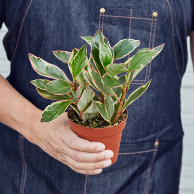 House Plant Shop Live Foliage Plant