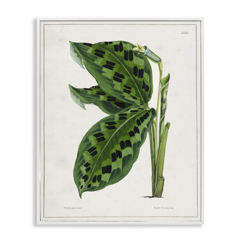 «Gullee Art» par Tina Higgins Designs, Inc., Cadre blanc, H 20 po x l 16 po