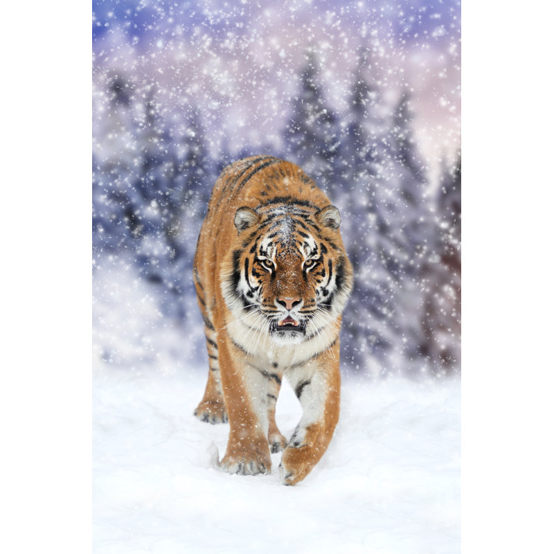 Wild Siberian Tiger by Byrdyak - Wrapped Canvas Print, 46cm H x 30cm W x 3.8cm D