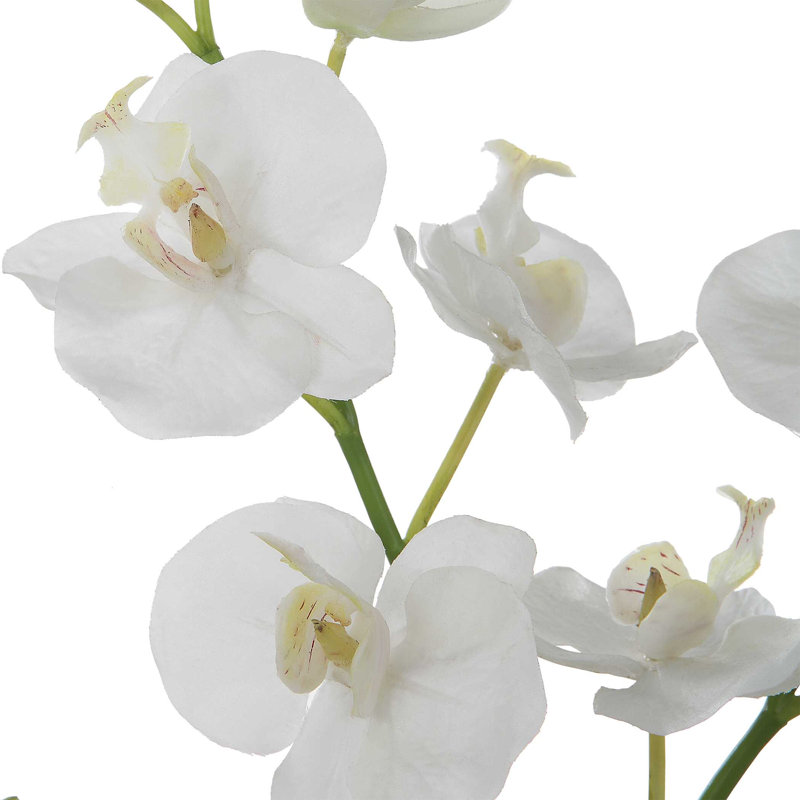  Glory Orchid
