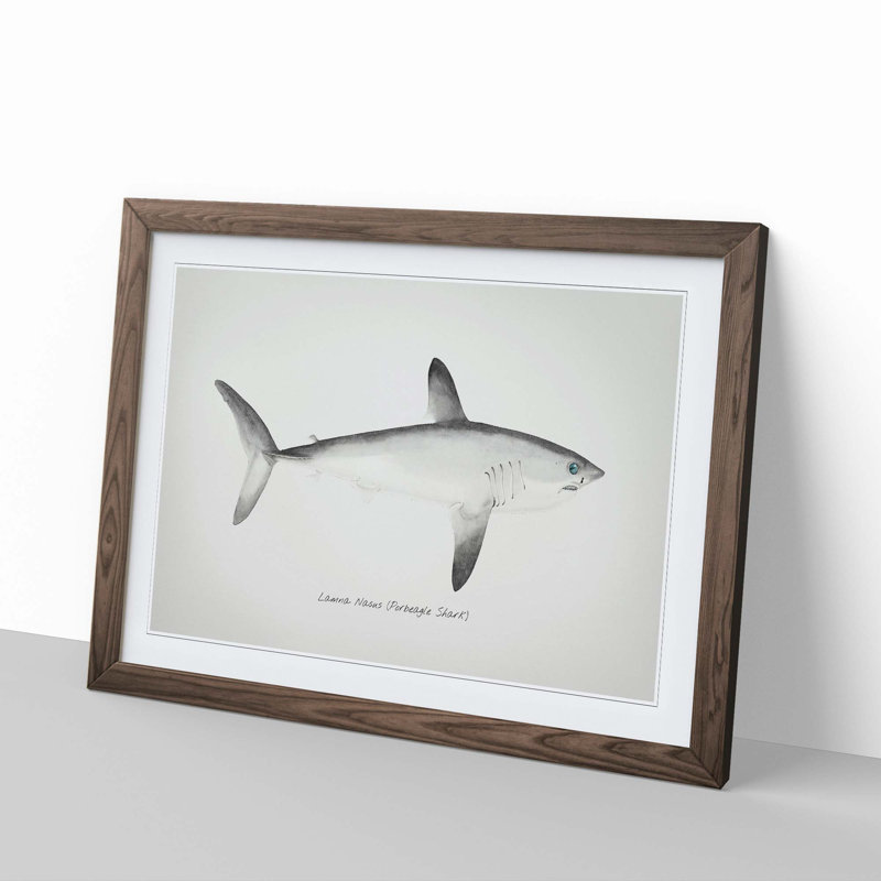 Illustration of a Porbeagle Shark by F.E. Clarke - Picture Frame Painting Print, Walnut Framed, 27cm H x 36cm W x 2cm D
