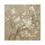 White Cherry Blossoms I by Danhui Nai - Print on Canvas-56675363-101412617