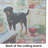 Rottweiler Christmas Cookies Glass Cutting Board