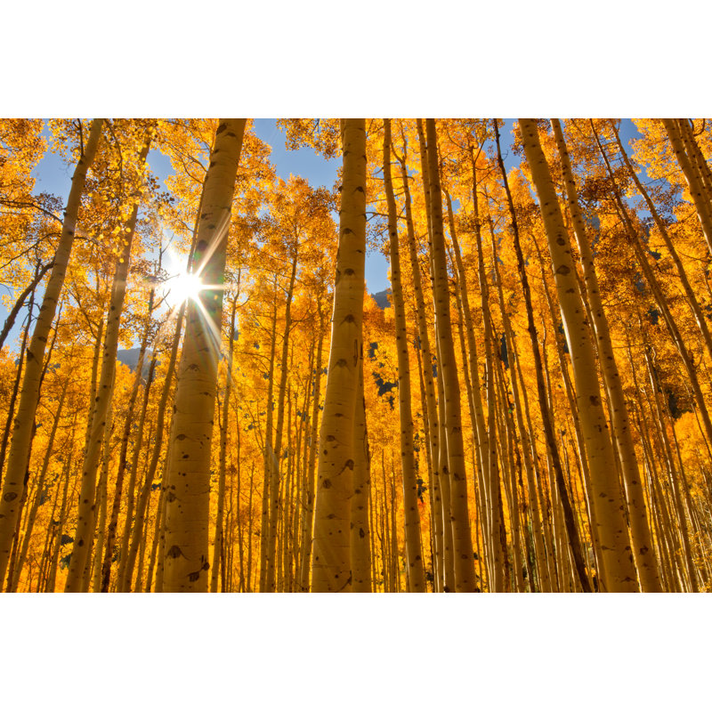 Fall Aspen Trees by RondaKimbrow - Wrapped Canvas Print, 30cm H x 46cm W x 3.8cm D
