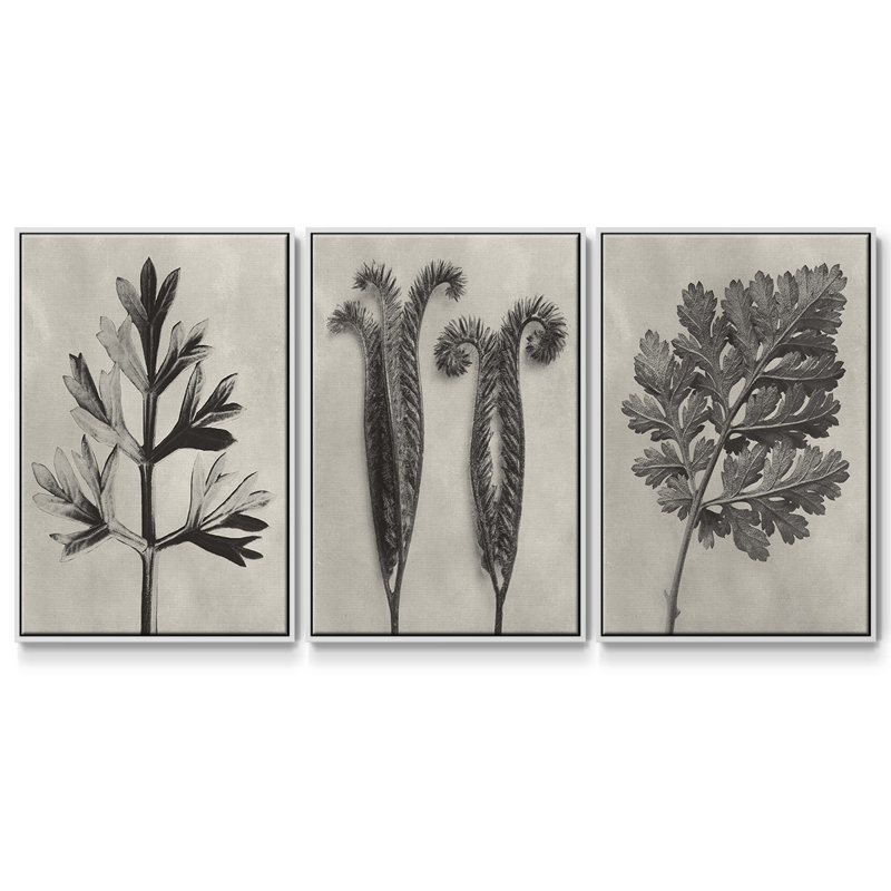 " Blossfeldt Botanical I " 3 - Pieces, White, 27" H x 54" W