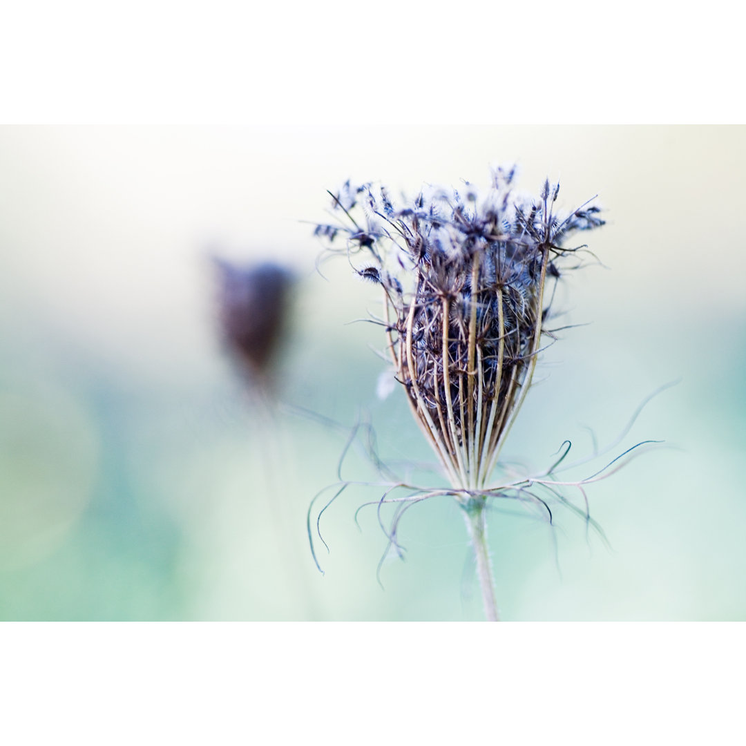 Getrocknete Queen Anne's Lace von Andipantz - Drucken