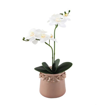 Orchid Arrangement in Pot
