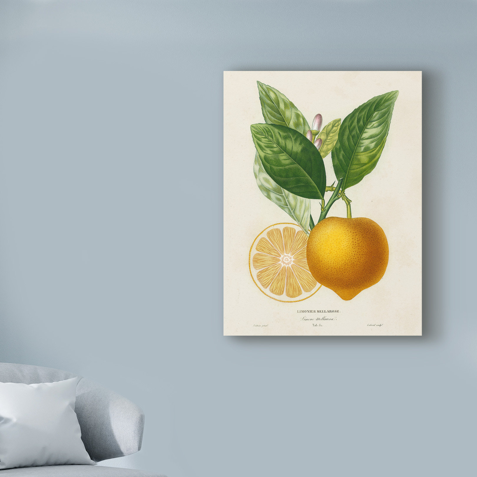 Bay Isle Home™ 'French Lemon Botanical III' Graphic Art Print on ...
