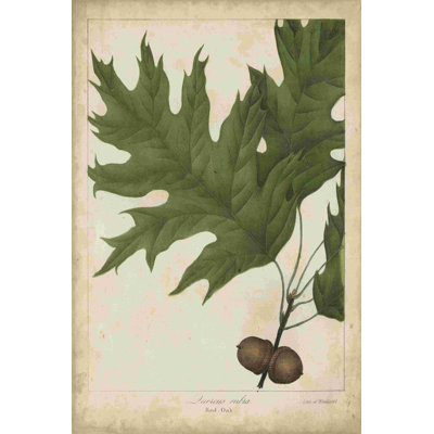 Feuilles de chêne et glands II