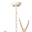 Waylon Antler Chandelier