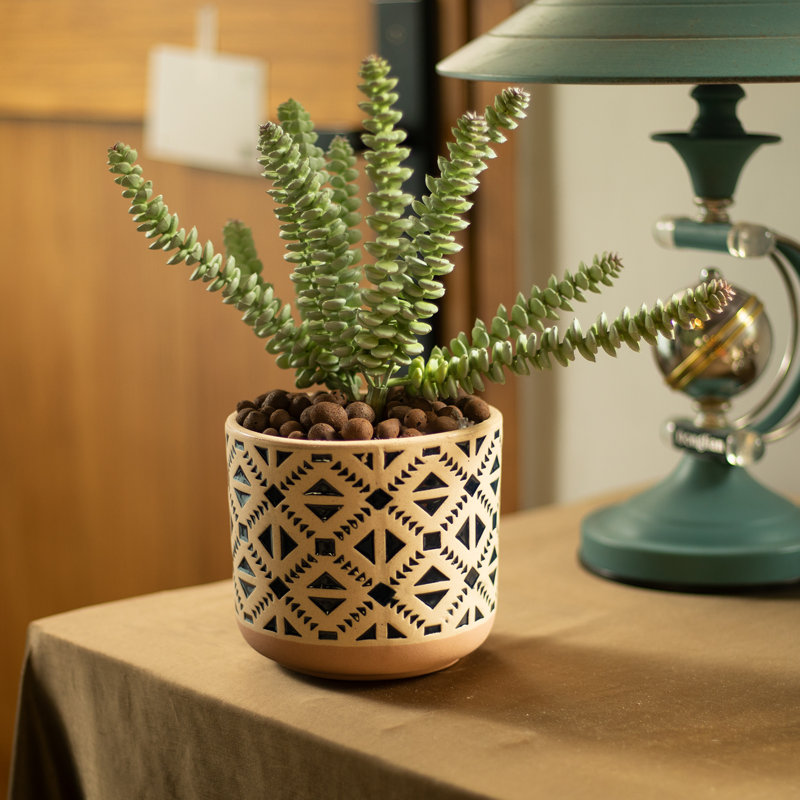 Pot de fleurs succulentes Charnece