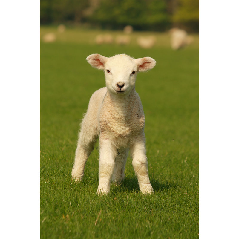 Curious Little Lamb On Green Grass by Piksel - Wrapped Canvas Print, 91cm H x 61cm W x 3.8cm D