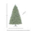 Sapin royal à DEL-105229892