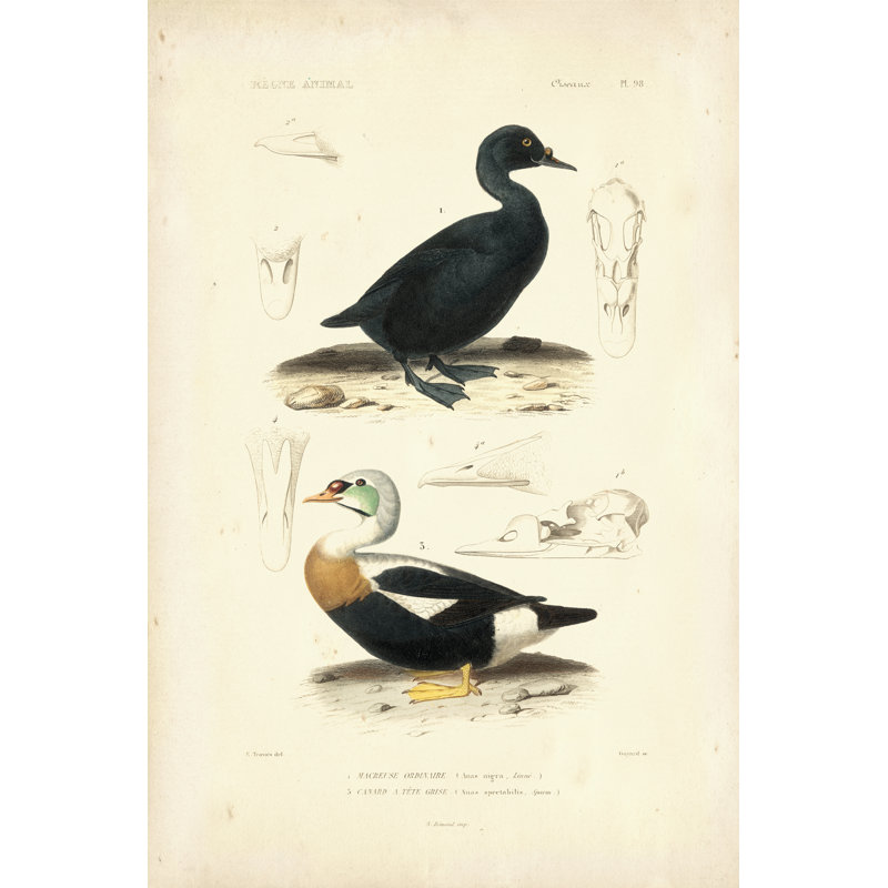 " Antique Duck Study I " by N. Remond, 30" H x 20" W x 1.25" D