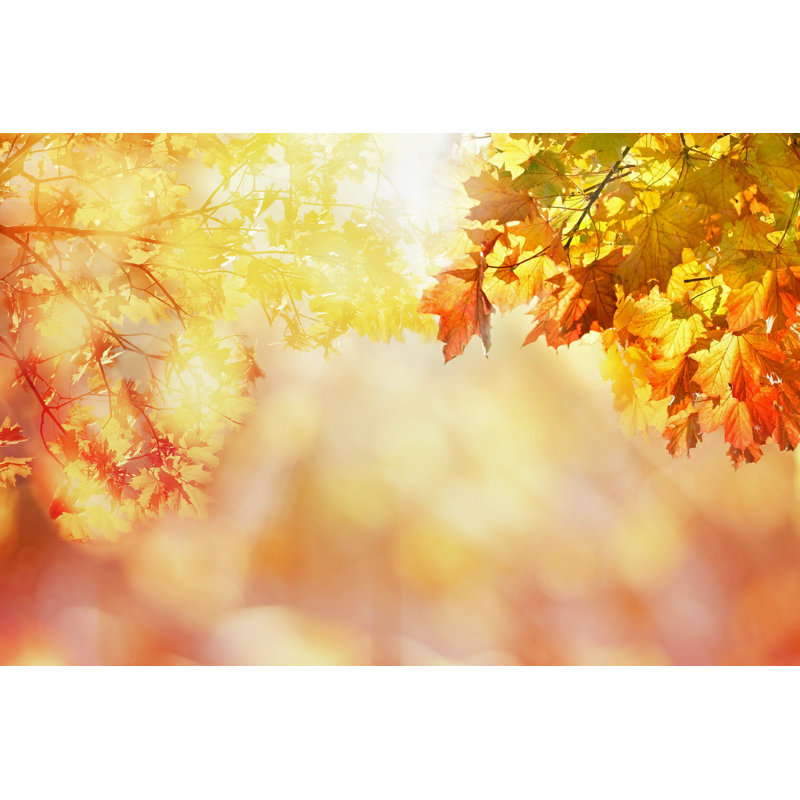 «Maple Leaves» par Plateresca - photographie sur toile tendue, H 8 po x l 12 po