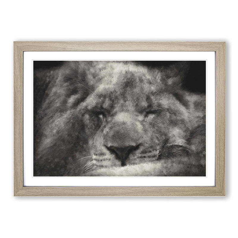 Lion Vol.2 - Picture Frame Graphic Art, Oak Framed, 27cm H x 36cm W x 2cm D