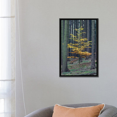 " European Beech Tree In Norway Spruce Forest In Autumn, Germany " by Duncan Usher