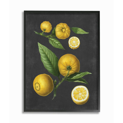 «Botanical Dessin Lemons On Black Design», impression