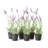 French Lavender 13" Drop-In Set Of 6