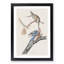 Passenger Pigeons by John Audubon - Framed Print-55578502-55578505