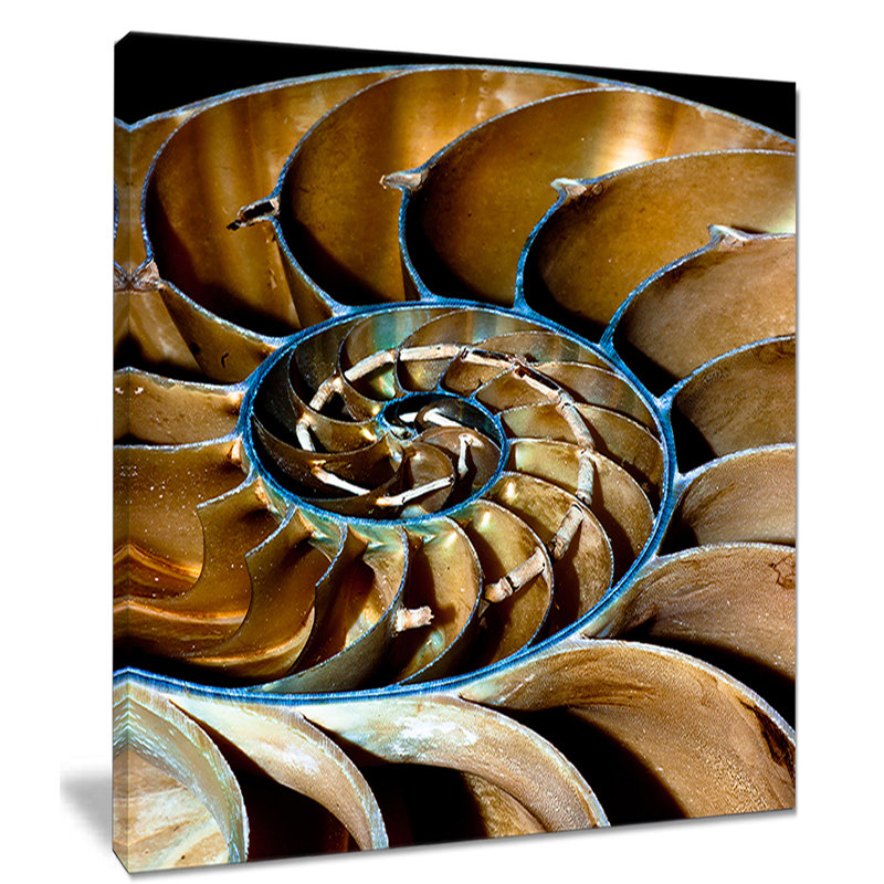 « brown large nautilus shell », impression sur toile tendue, H 20 po x l 12 po x P 1po