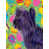 Skye terrier sélectionné