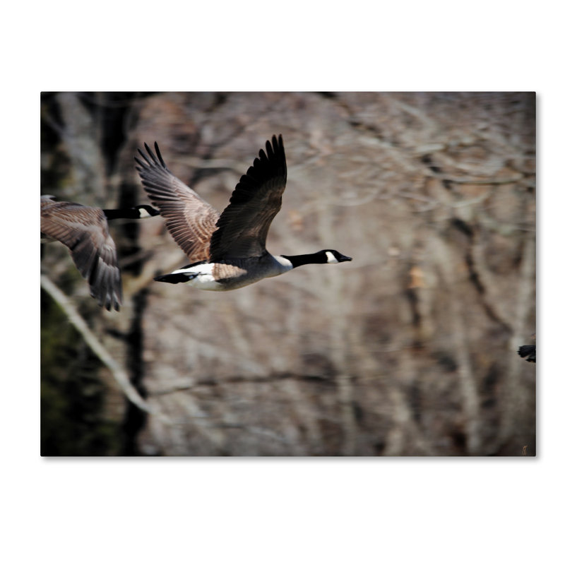 Vidur «Canadian Goose in Flight 3», reproduction de photo sur toile tendue, H 14 po x l 19 po