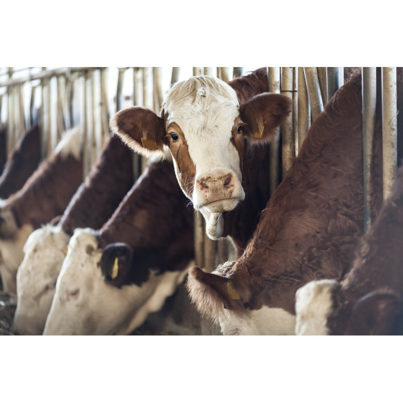 Simmental Cow Looking by 123Ducu, 24" H x 36" W