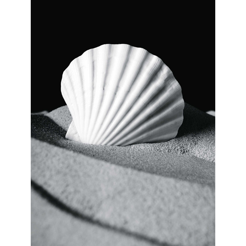Coquillage 2 - Photographie sur toile tendue, H 16 po x l 12 po