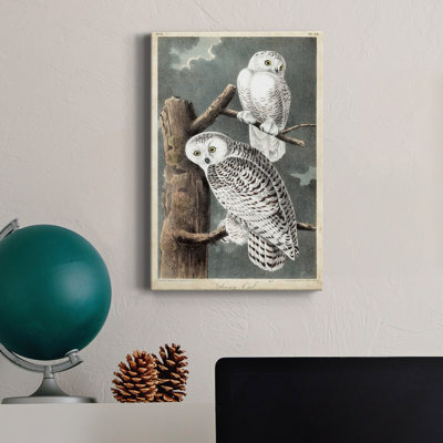 " Audubons Snowy Owl "