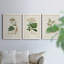Antique Turpin Botanical I - ensemble de 3 peintures sur toile encadrées-1376143494-1376143488